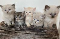 maine coon/brittisk långhår