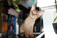 Chausie SBT-kattungar 