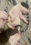 American Bully XL– Bedårande Amstaff valpar! 