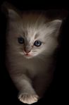 Fina fluffiga ragdoll kattungar söker sina nya hem