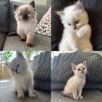 kattungar 
