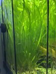 Jättevallisneria 10 st