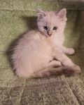 ragdoll kattungar 