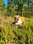 Staffordshire bullterrier tik