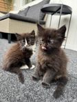 Maine Coon/ Ragdoll kattungar