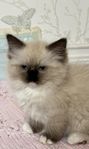 Ragdoll kattungar med stamtavla