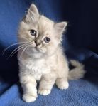 Helig birma kattungar med stamtavla. 