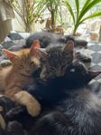 4 Kattungar