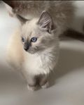 Ragdoll kattungar med stamtavla