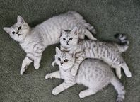 Kattungar, leveransklara