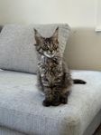 Maine coon tjej