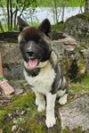 American akita 
