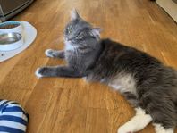 Norsk skogkatt, 3 år, långhårig och okastrerad