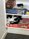 Sibirisk blandras kattunge