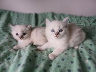 Fina fluffiga ragdoll kattungar söker sina nya hem