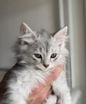 Kattunge v30
