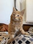 Mainecoon partbred 