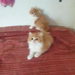 långhåriga kattungar 