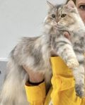 Fodervärd sökes till sibirisk katt hona