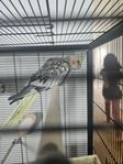 Nymfkakadua-par säljes med bur och tillbehör