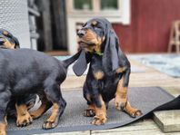 Black and tan coonhound tik