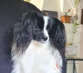 Papillon