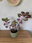 Palettblad China Rose