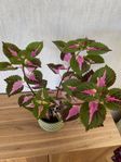 Palettblad China Rose