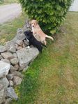 Labrador, Australian Sheperd 