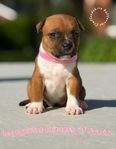 Staffordshire bullterrier valpar SKK