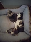 Kattungar..
