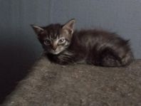 Kattungar