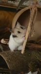 Guldhamster Hona