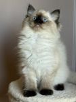 Ragdollkattunge