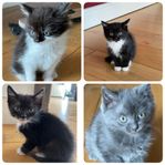 4 charmiga kattungar söker nytt hem