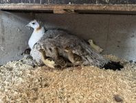 Påfågelkycklingar & avelsägg till salu