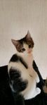 Kattungar
