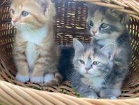 Kattungar från långhårig mamma (antagligen sibiriskt påb
