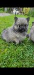 Pomchi 