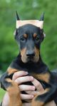dobermann hane 4 månader 