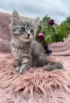 Ljuvligt Söt Långhårig Kattunge - Norsk Skogkatt /Maine C