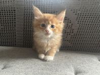 fluffiga kattpojkar