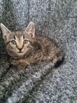 kattungar