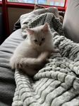 Ragdoll kattunge - inkl tillbehör 