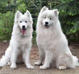 Samojed, valpar till salu
