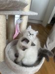 Fina söta kattungar + (vaccination+chip)