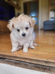 Chiuahua/Papillon valp