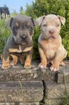 American bully valpar