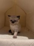 ragdoll kattungar