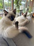 Leveransklara Ragdoll hanar